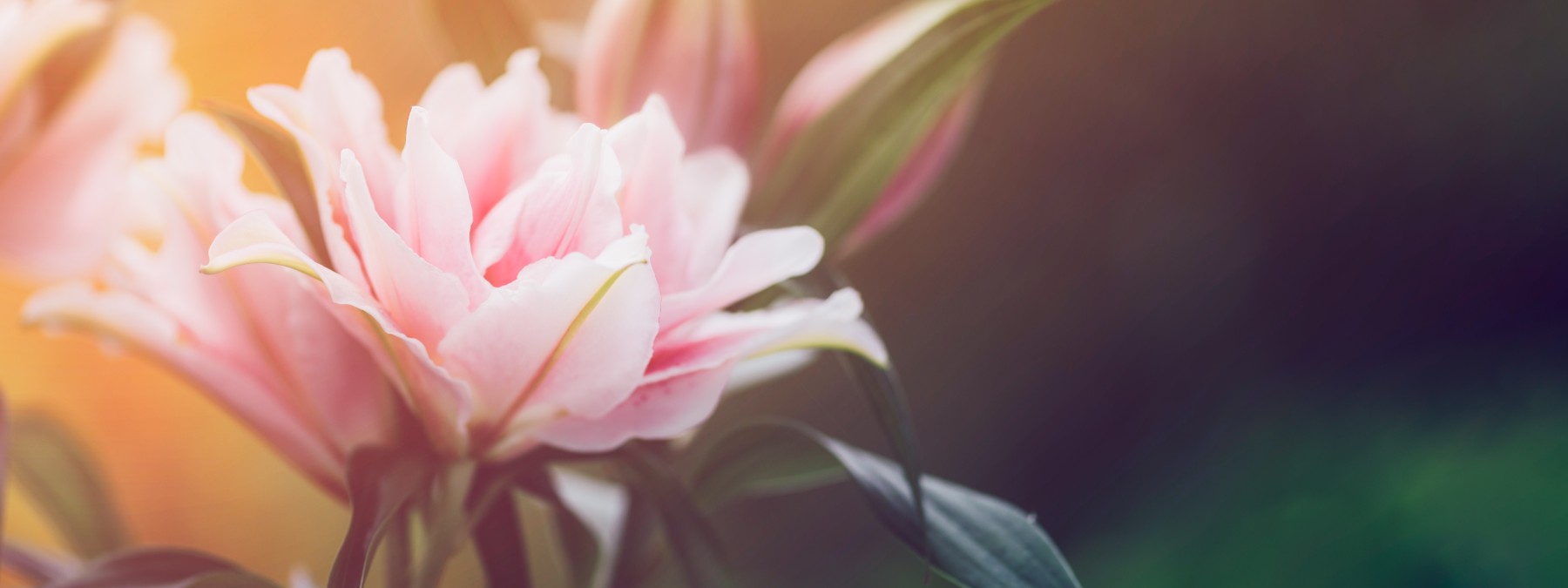 Margaret Anne Holloway header